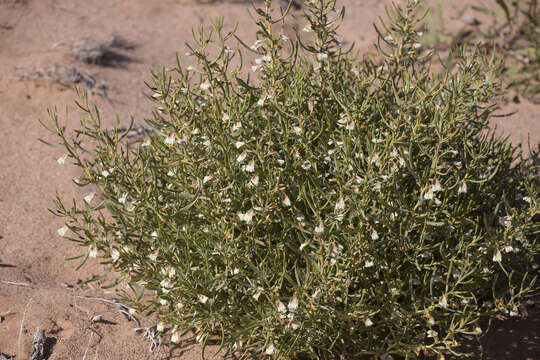 Image of Scaevola collaris F. Müll.