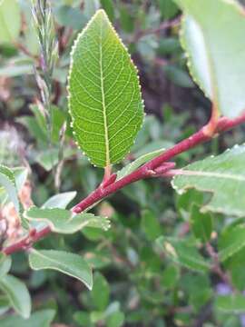 Image of Salix foetida Schleicher