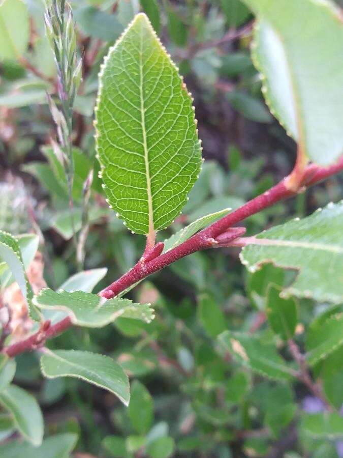 Image of Salix foetida Schleicher