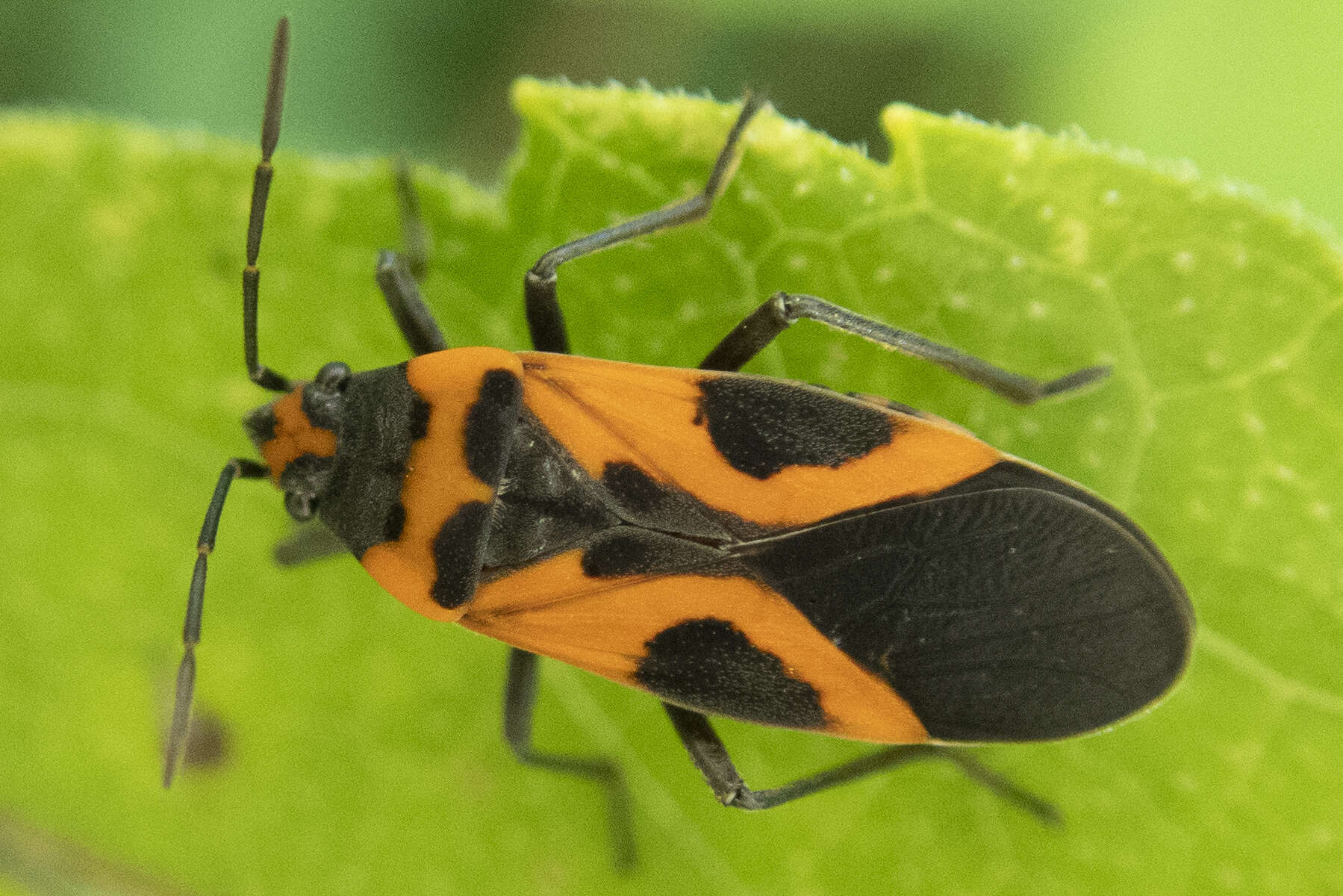 Image of False Milkweed Bug