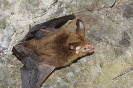 Image of Van Gelder's Bat