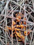 Image of Egg-shell Slime Mould