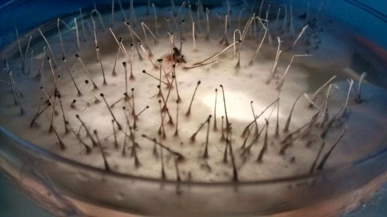 صورة Penicillium vulpinum (Cooke & Massee) Seifert & Samson 1986