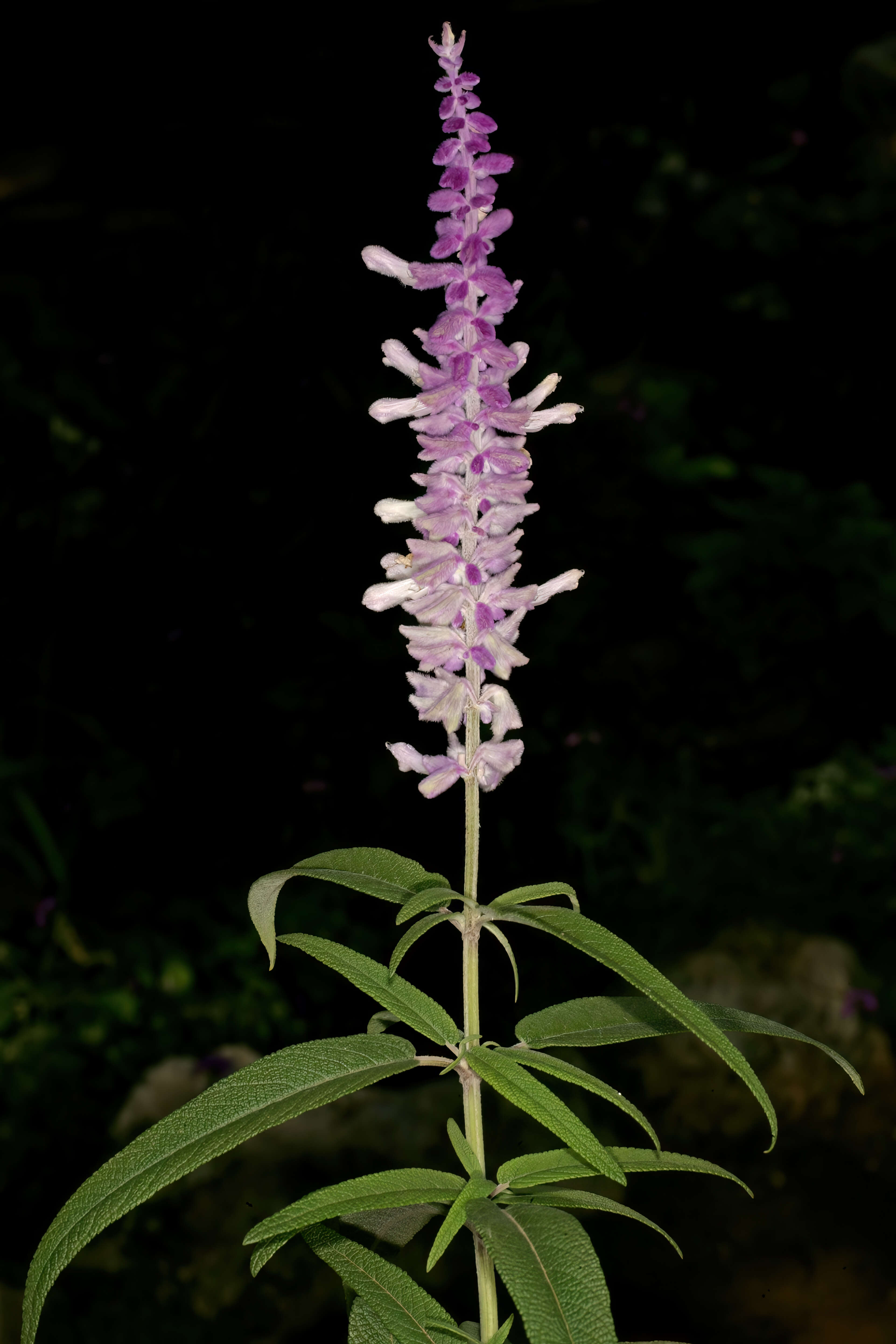 Imagem de Salvia leucantha Cav.