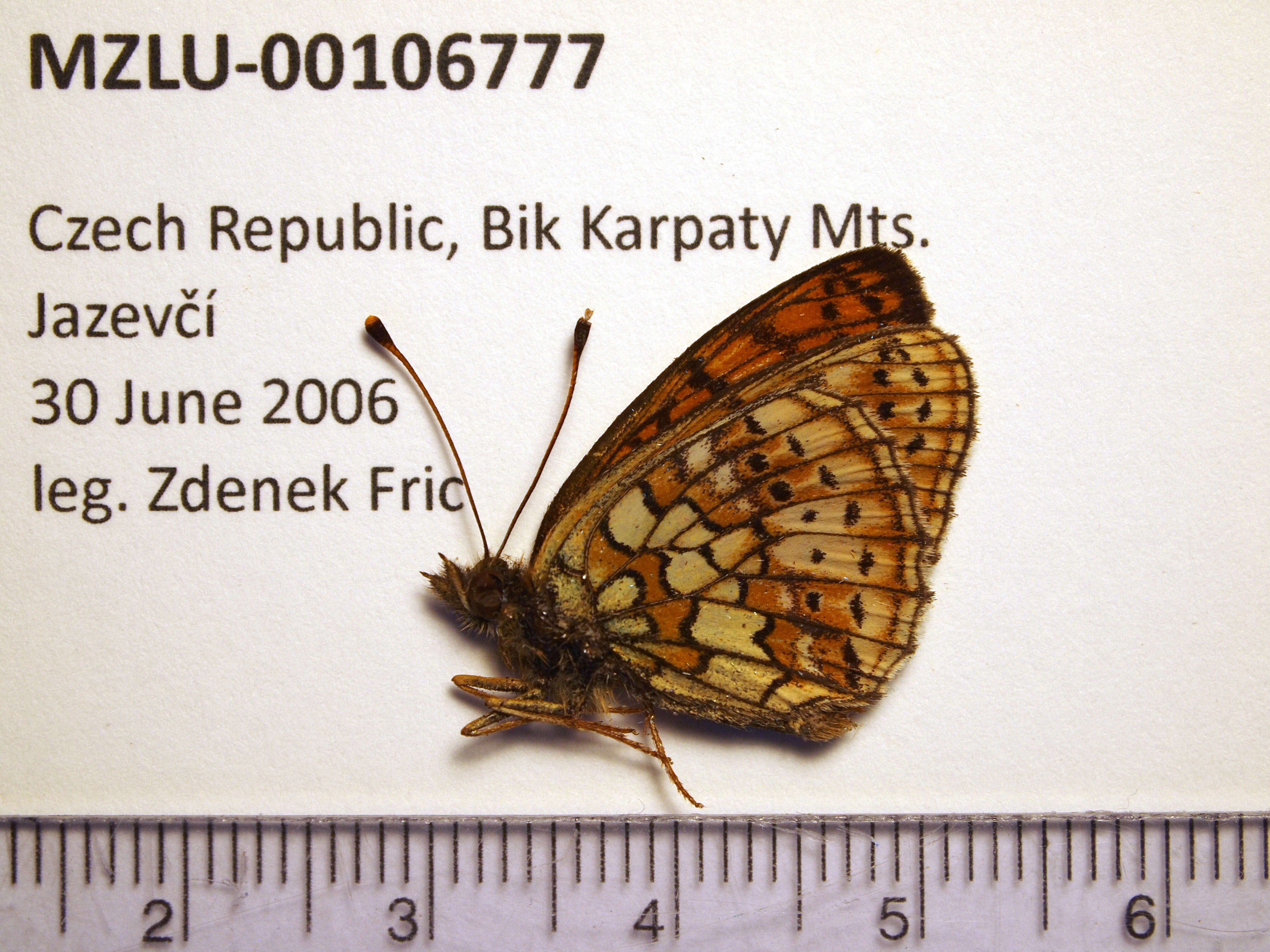 Image of Twin-spot Fritillary