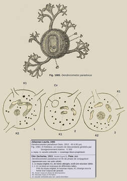 Image of ciliates