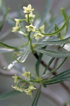 Sivun Ozoroa namaquensis (Sprague) I. von Teichman & A. E. van Wyk kuva