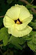 Gossypium herbaceum L. resmi