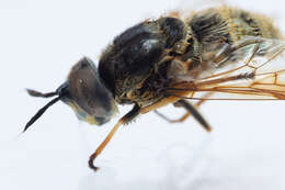 Sivun Eristalinae kuva