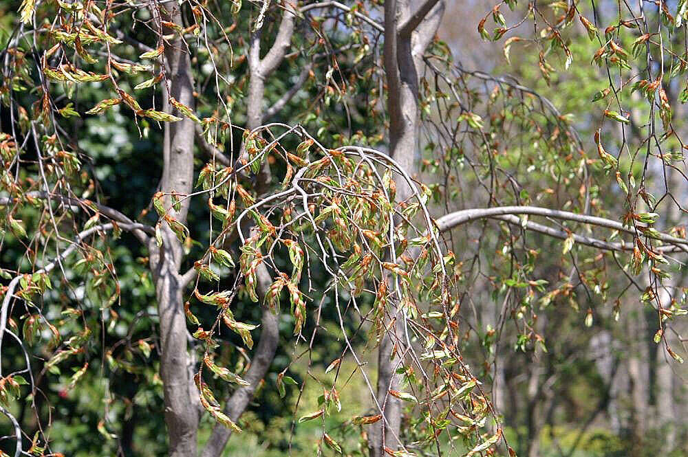 Слика од Carpinus laxiflora (Siebold & Zucc.) Blume