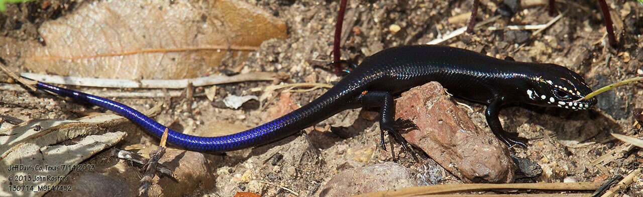 Image of Great Plains skink