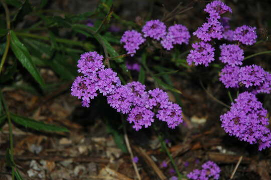 Image of tuberous vervain