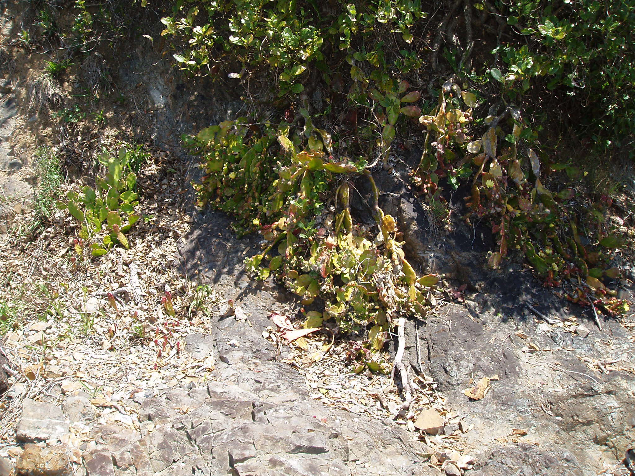 Image of Common Pricklypear