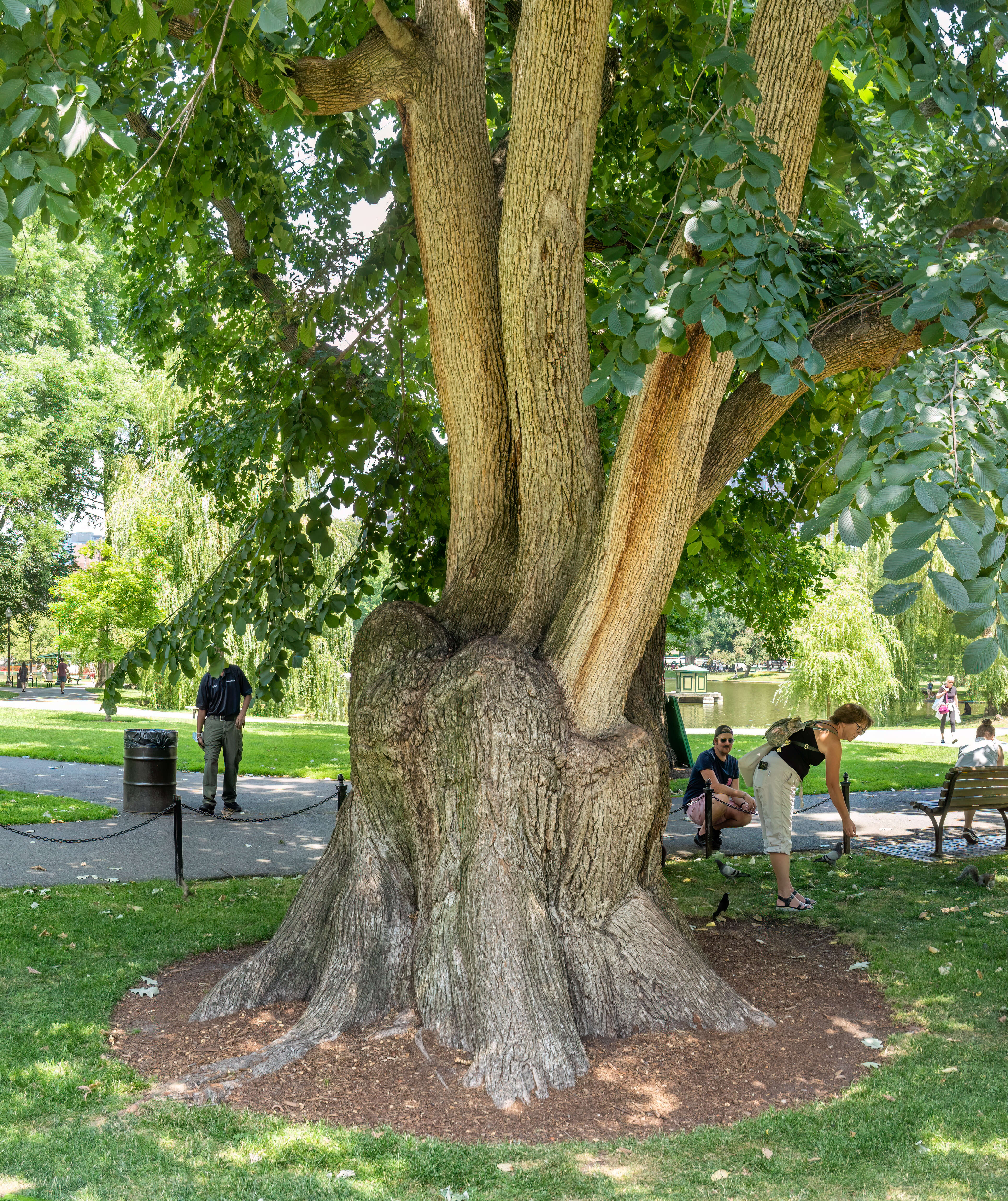 Image of Wych elm