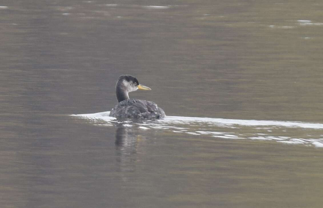 Image of Red-necked Grebe