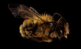 Image of Bee