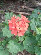 Imagem de Pelargonium