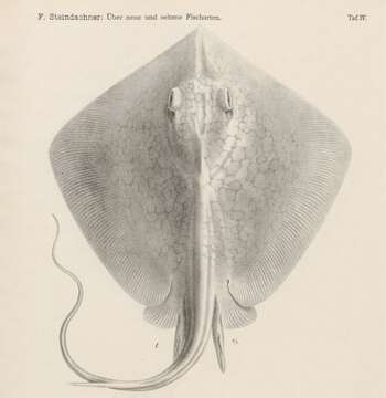 Image of Marbled Stingray