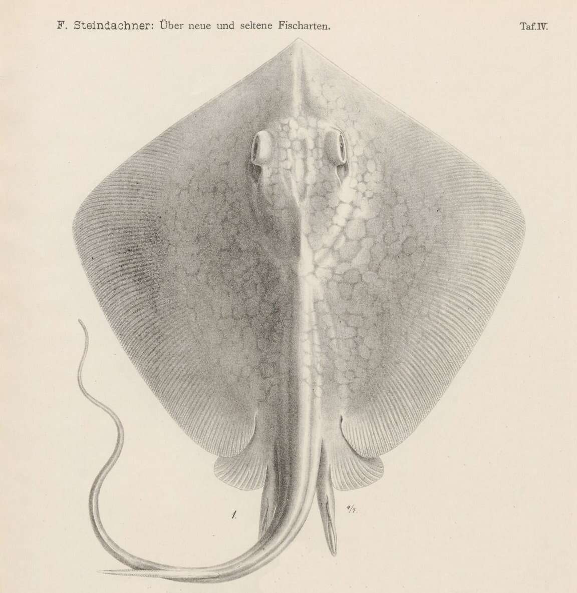 Image de Pastenague marbrée