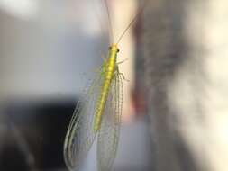 Image of Lacewing