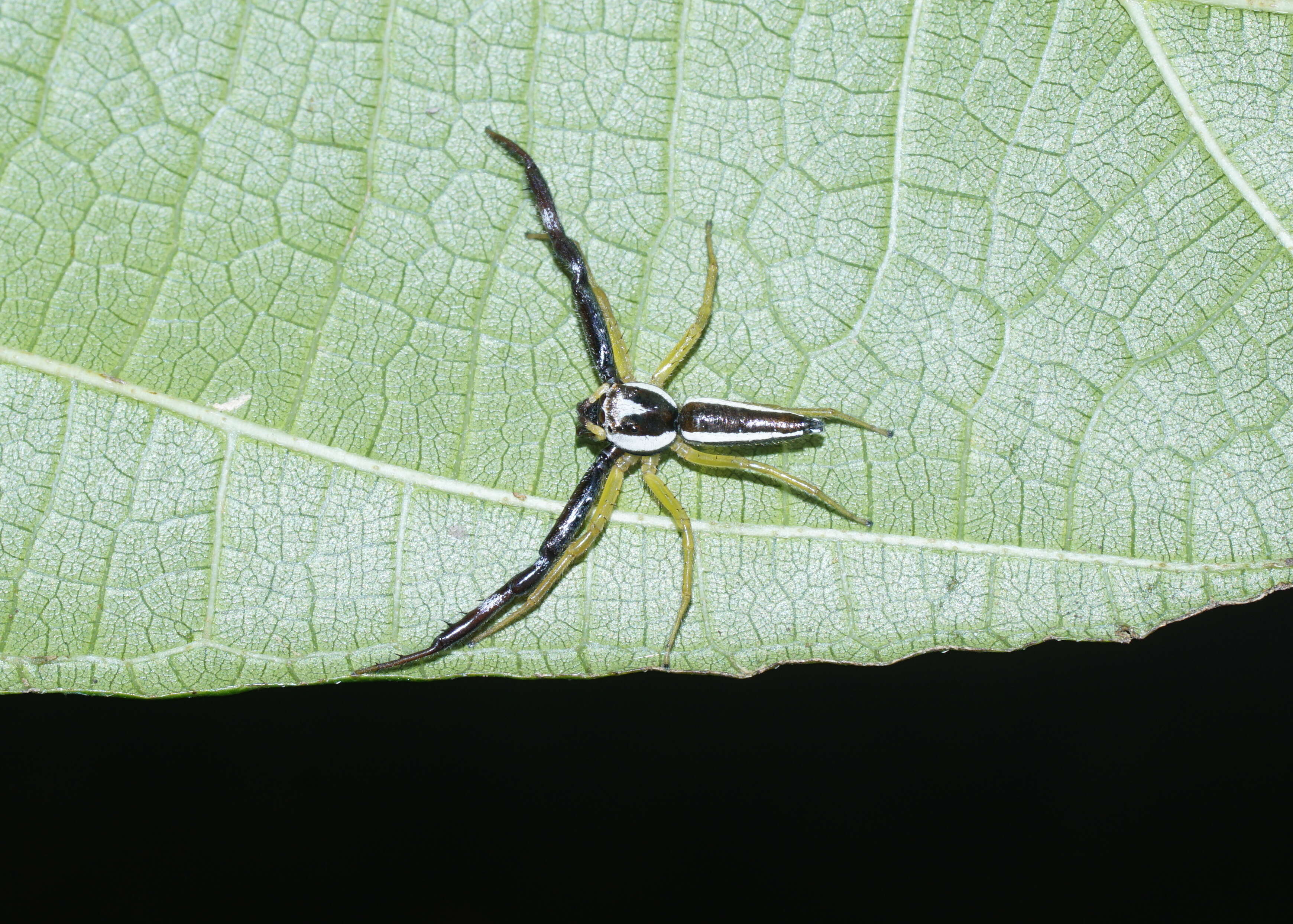 Image of Epocilla aurantiaca (Simon 1885)