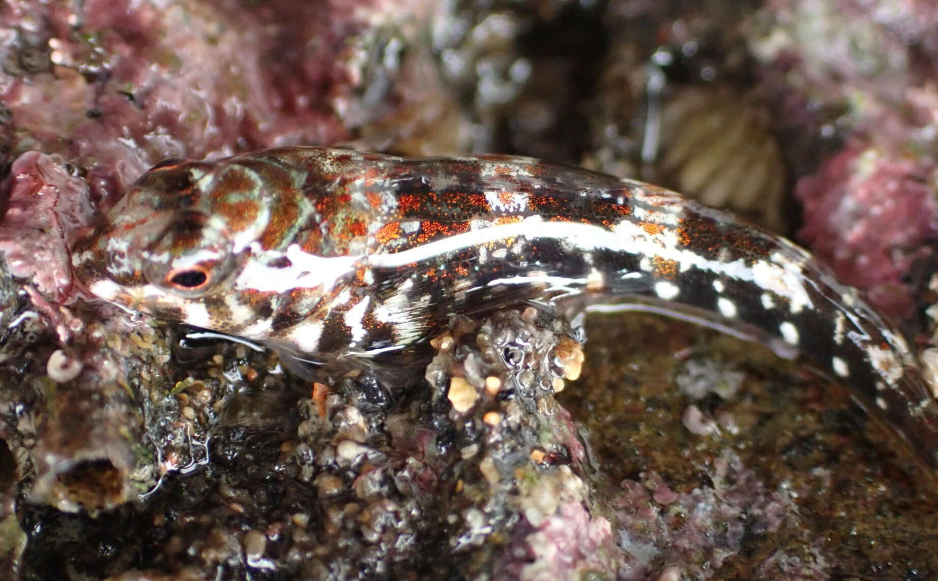 Image of Cryptic Triplefin