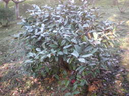 Image of Elaeagnus submacrophylla Serv.