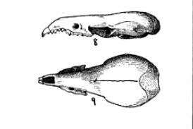 Слика од Sorex merriami Dobson 1890