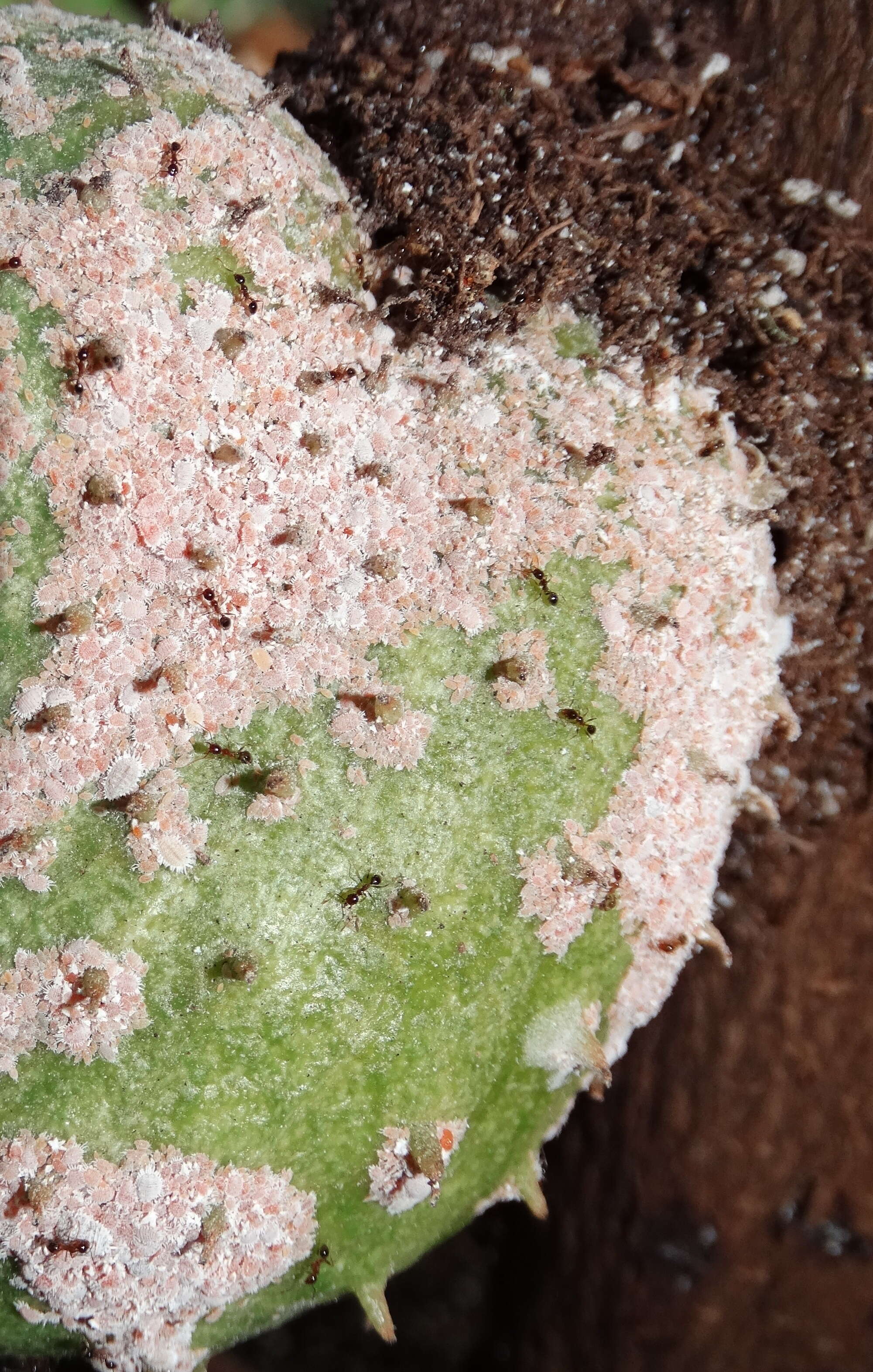 Image of soursop