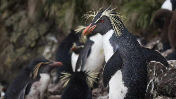 Image of Northern Rockhopper Penguin