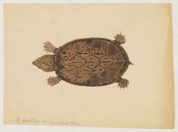 Image of mud turtle