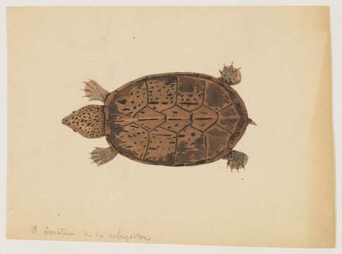 Image of mud turtle