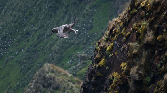 Image de Albatros brun