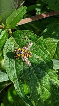 Image of Myathropa florea