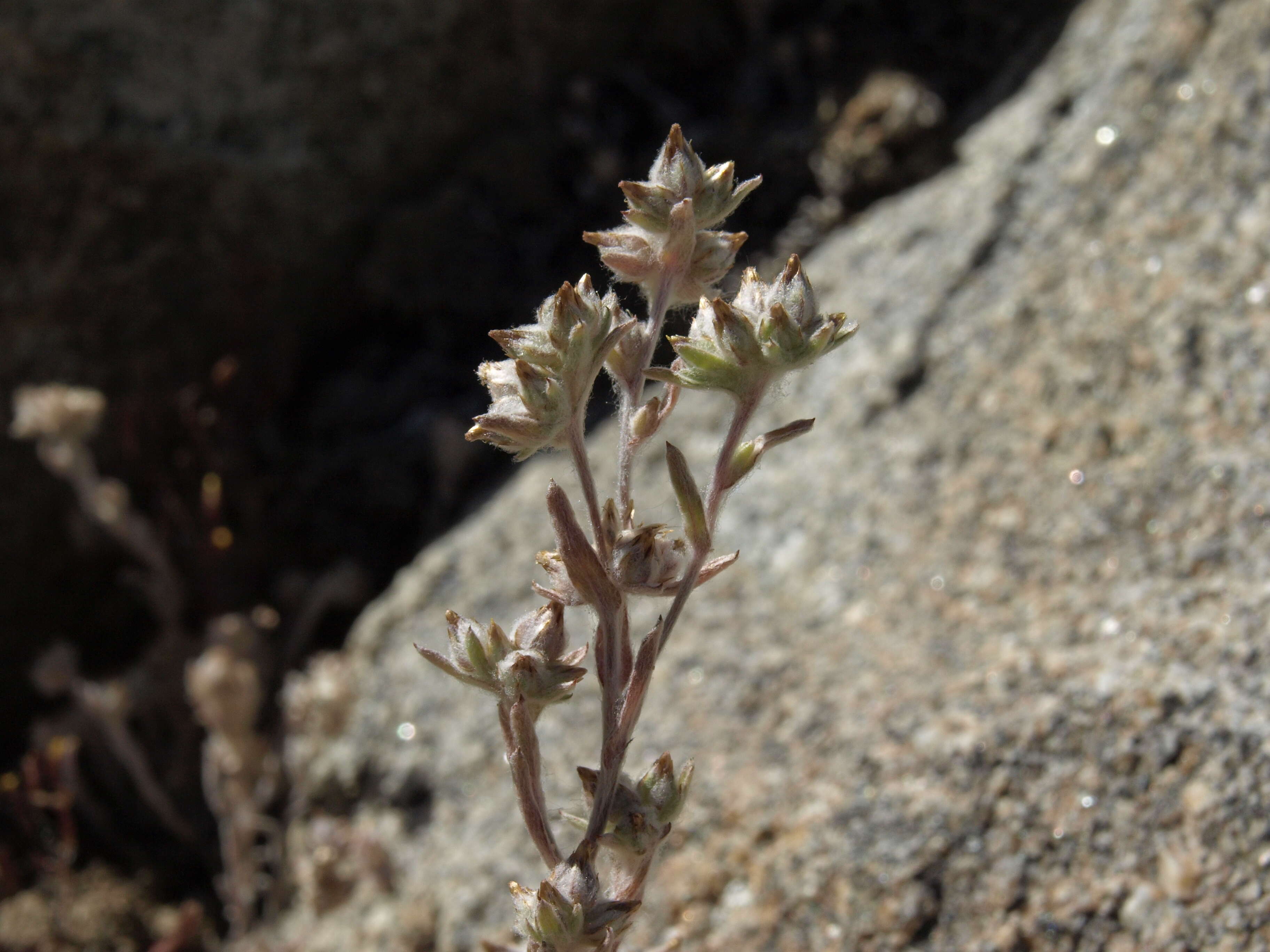 Image of California cottonrose