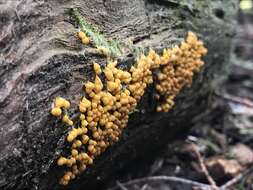 Image of Egg-shell Slime Mould