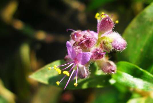 Image of Climbing Flower Cup