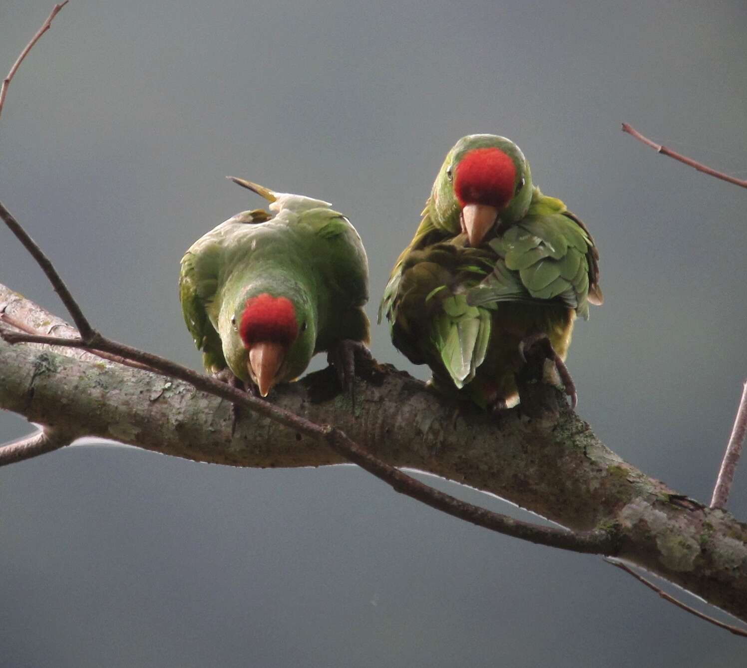 Image of Aratinga wagleri