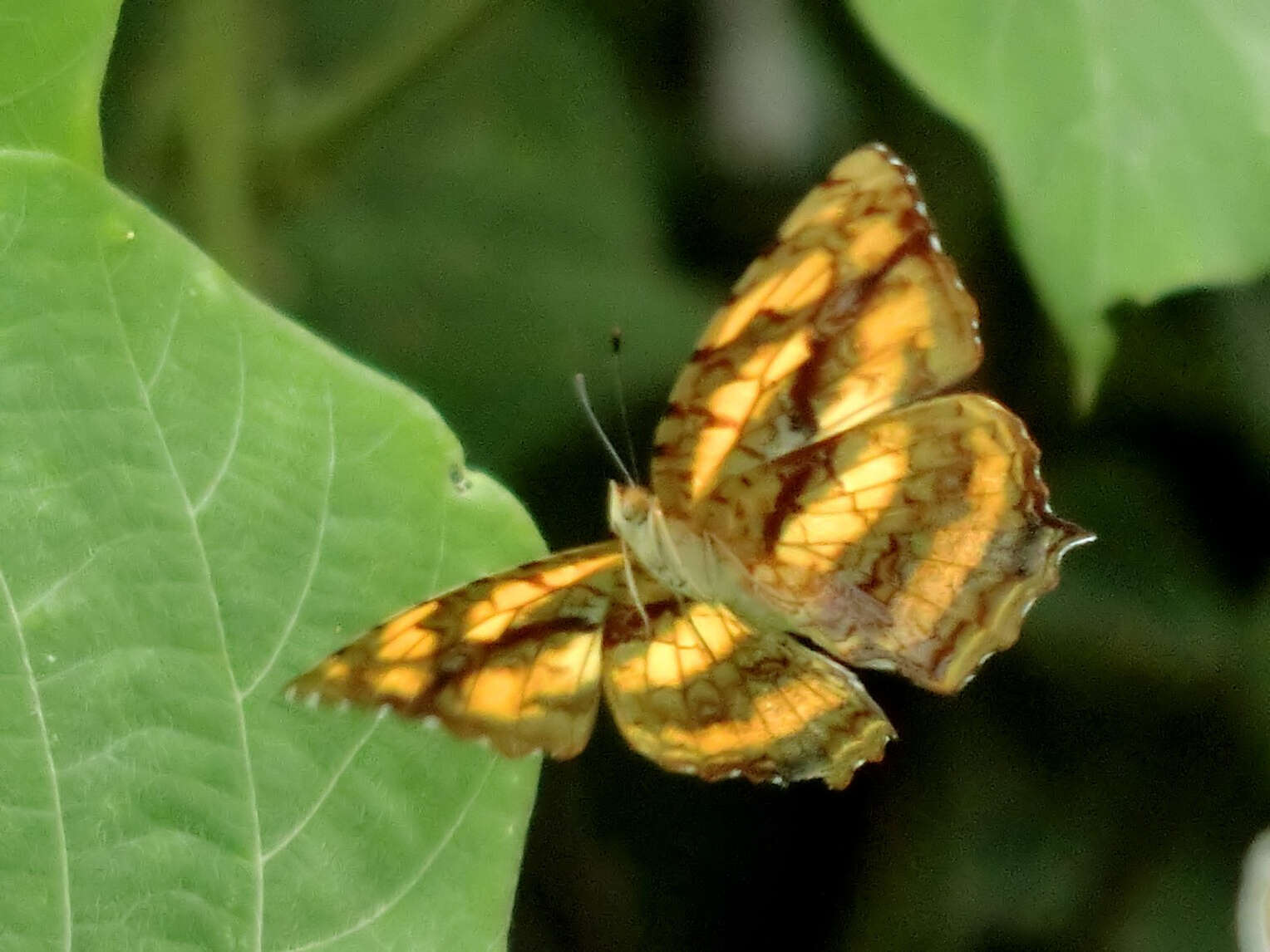 Plancia ëd Symbrenthia lilaea