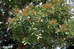 Image of threeleaf soapberry