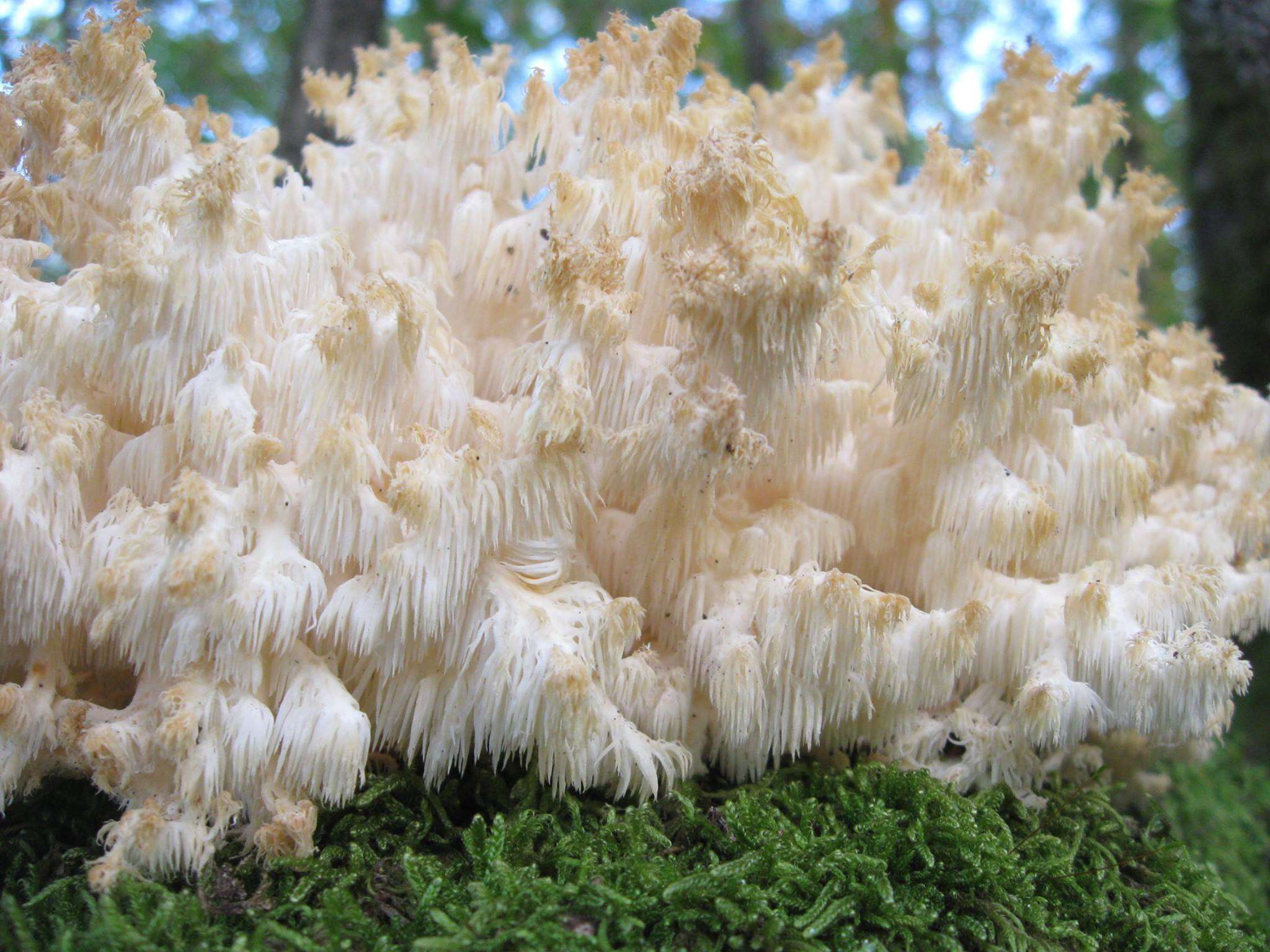 Image of Hericium clathroides (Pall.) Pers. 1797