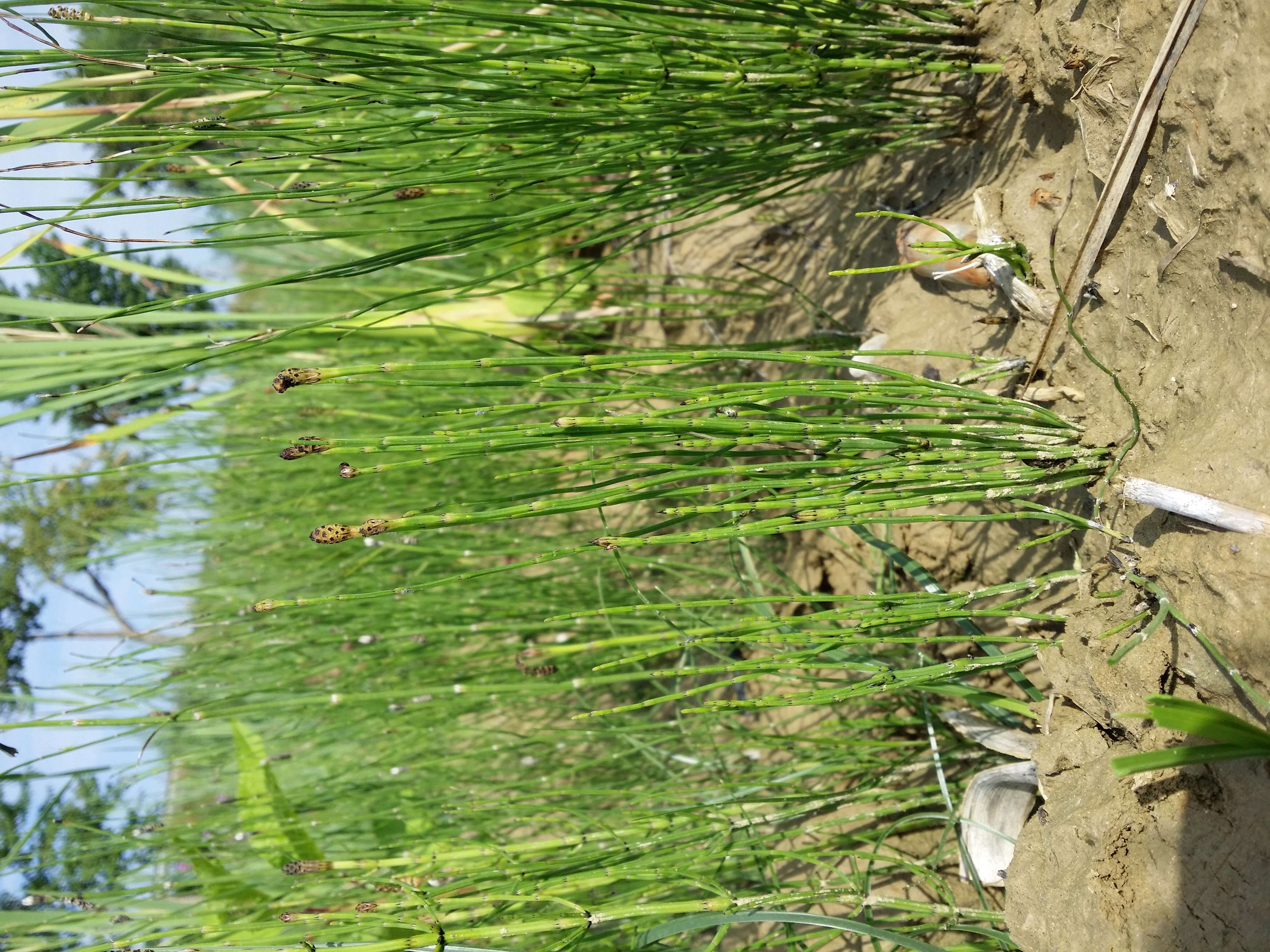 Image of Marsh Horsetail