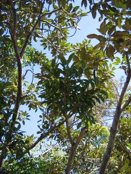 Image of Ficus obliqua G. Forster