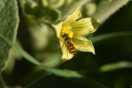 Image of lesser hornet hoverfly