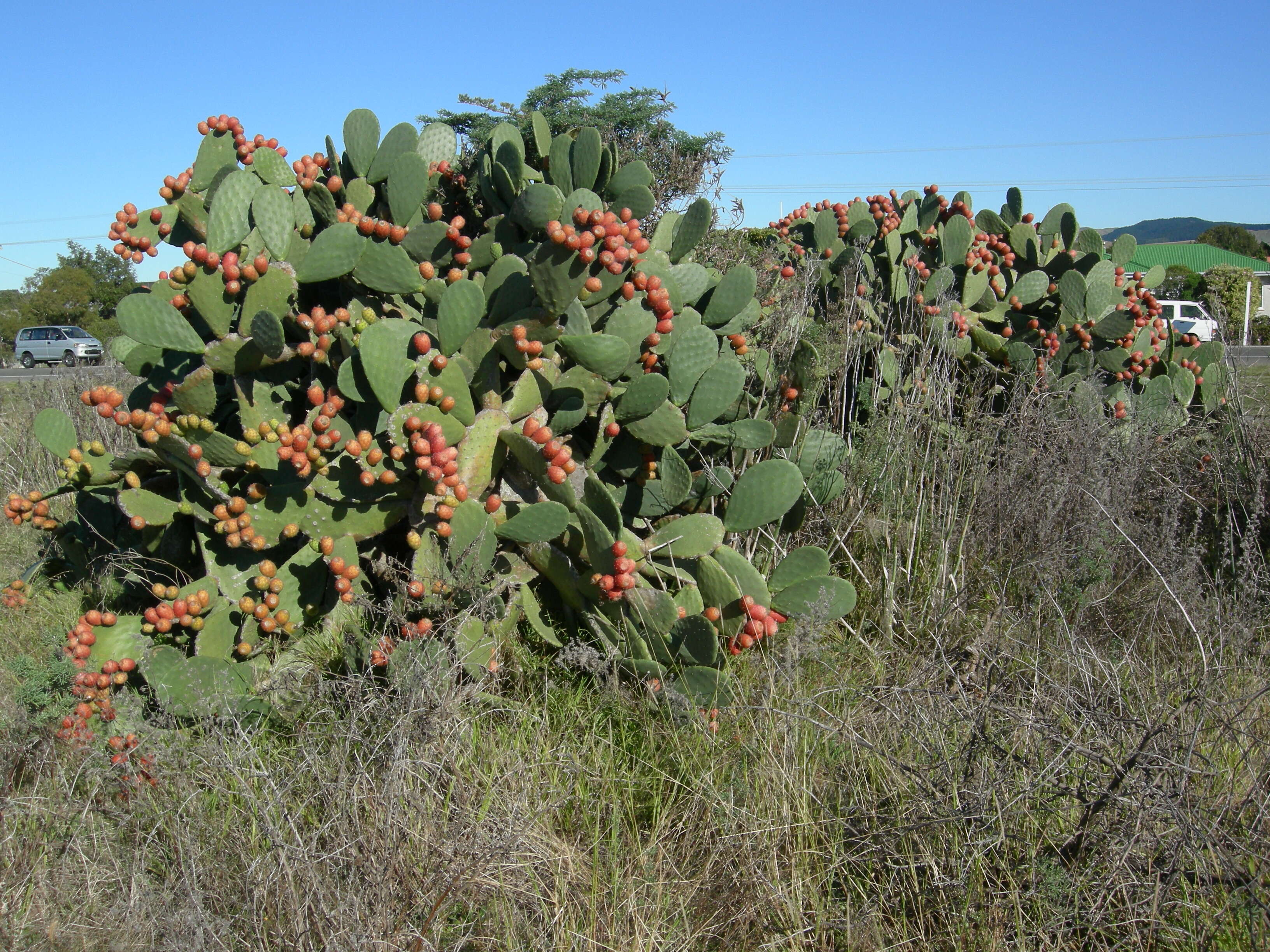 Image of Common Pricklypear