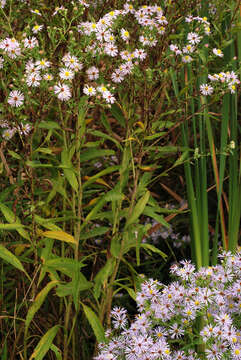 Image of Marsh American-Aster