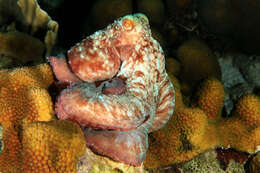 Image de Octopus briareus Robson 1929