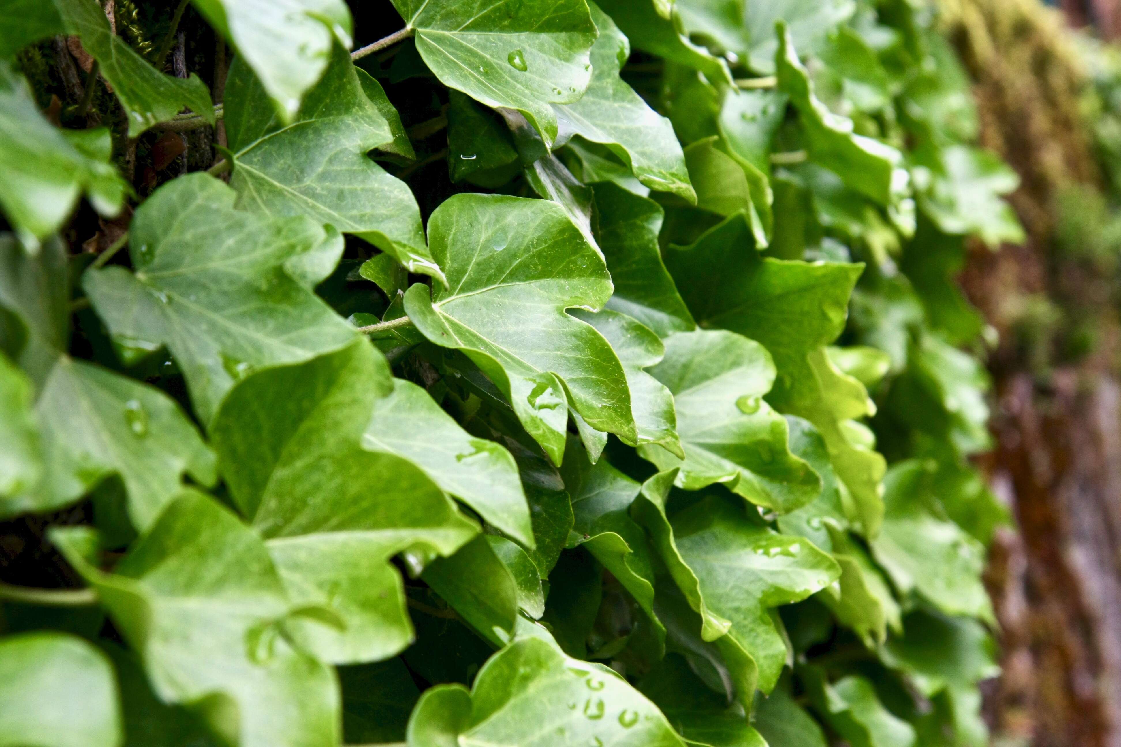 Image of English ivy