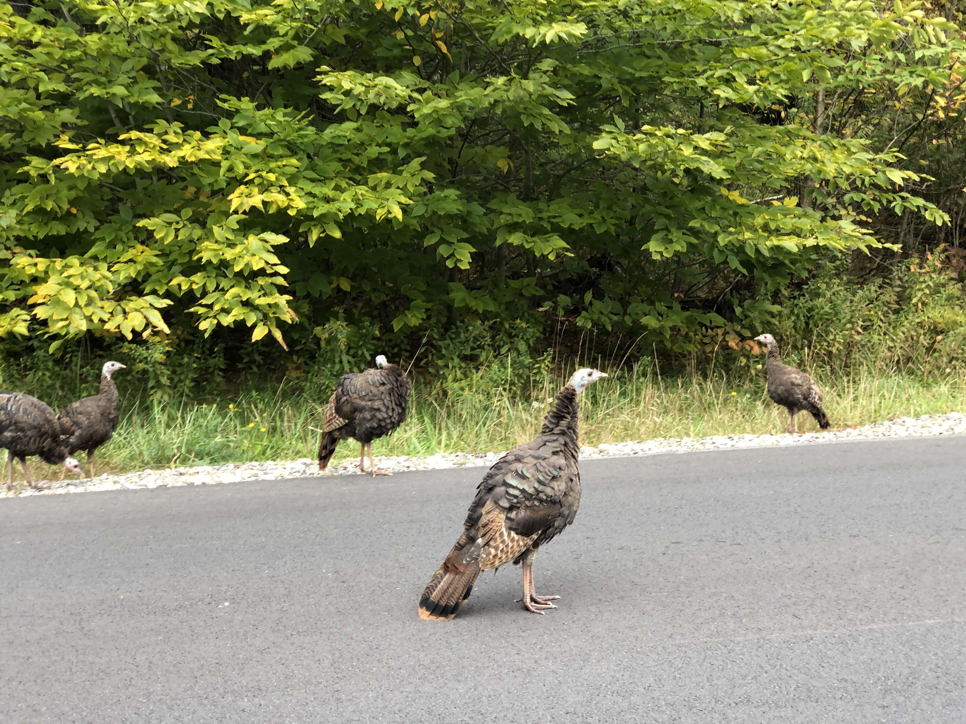 Imagem de Meleagris gallopavo Linnaeus 1758