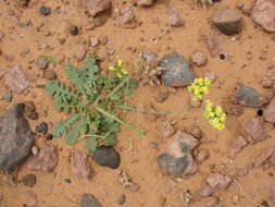 Imagem de Limonium sinuatum subsp. bonduellei (Lestib.) Sauvage & Vindt